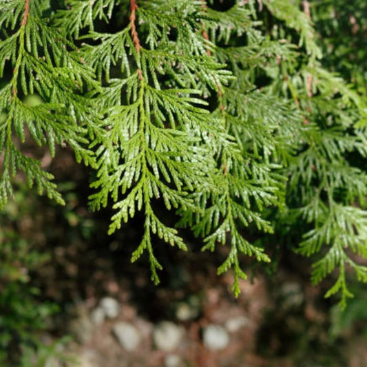 Thuja plicata Fastigiata