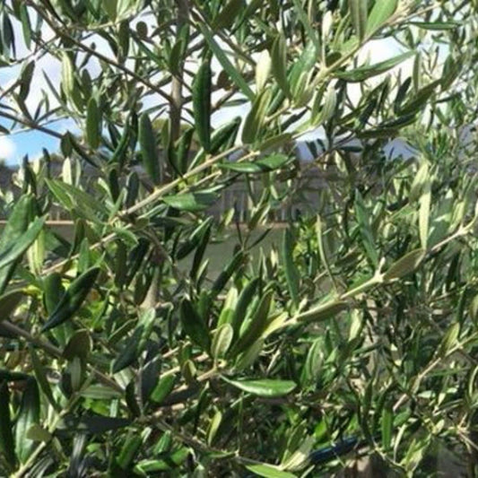 Olive Tolley Upright