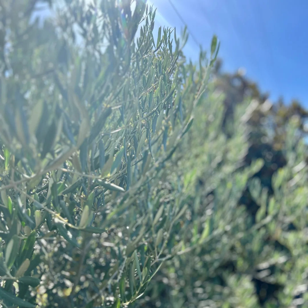 Tolley olives fruitless upright olives, ideal for evergreen screening, hedging and potted feature plants.