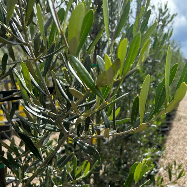 Tolley upright olives, one of the best olive varieties for evergreen screening, hedging and planter pots.