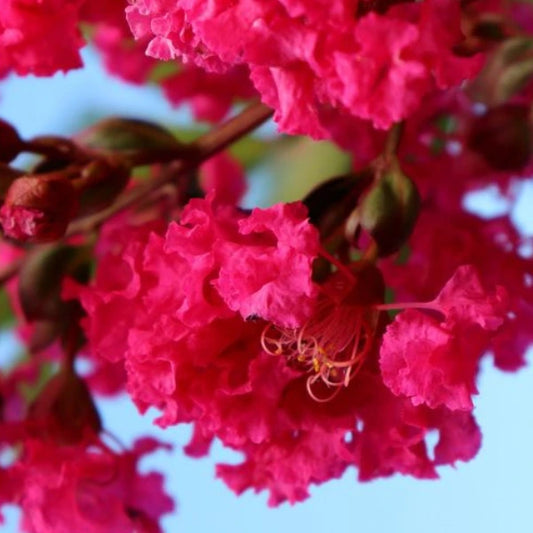 Tonto Crepe Myrtle