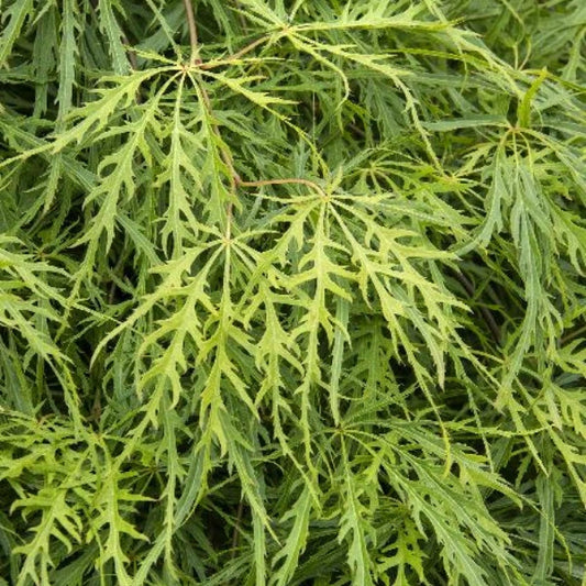 Acer Palmatum Viridis