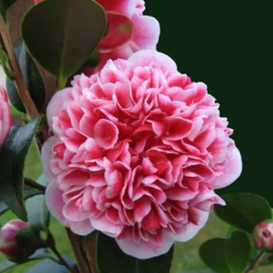 Camellia Sasanqua Volunteer