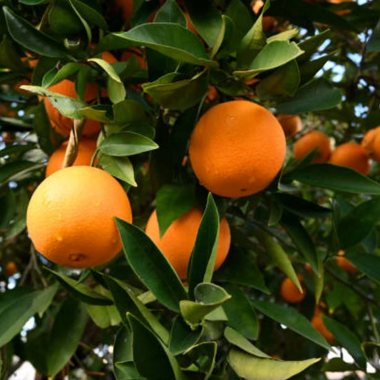 Washington Navel Orange