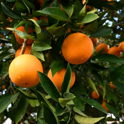 Dwarf washington navel espalier fruit tree