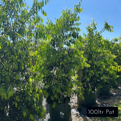Weeping Lilly Pilly