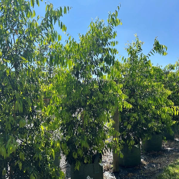 Weeping Lilly Pilly (Waterhousia floribunda) – Fast-growing Australian native tree with soft weeping branches and lush evergreen foliage, ideal for privacy screening and narrow spaces.