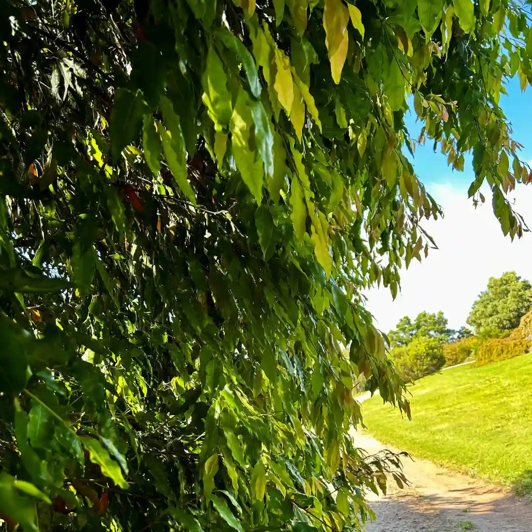 Waterhousia floribunda Weeping Lilly Pilly – best-selling, most popular, evergreen screening tree for privacy with dense green foliage.