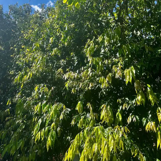 Waterhousia floribunda Weeping Lilly Pilly – best-selling, most popular, evergreen screening tree for privacy with dense green foliage.