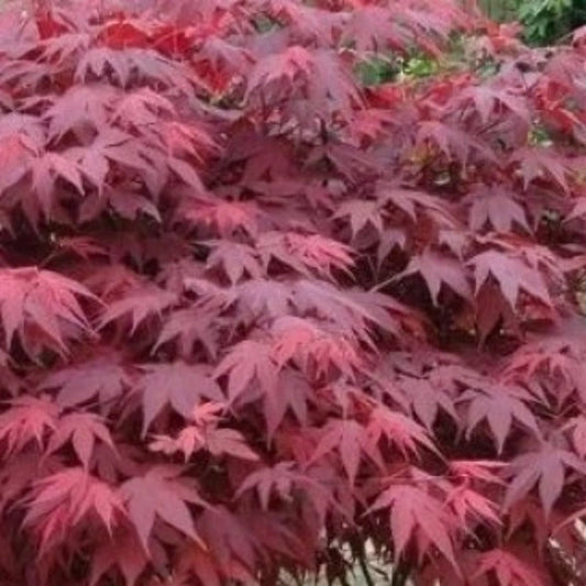 Atropurpureum Weeping