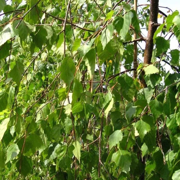 Weeping Silver Birch