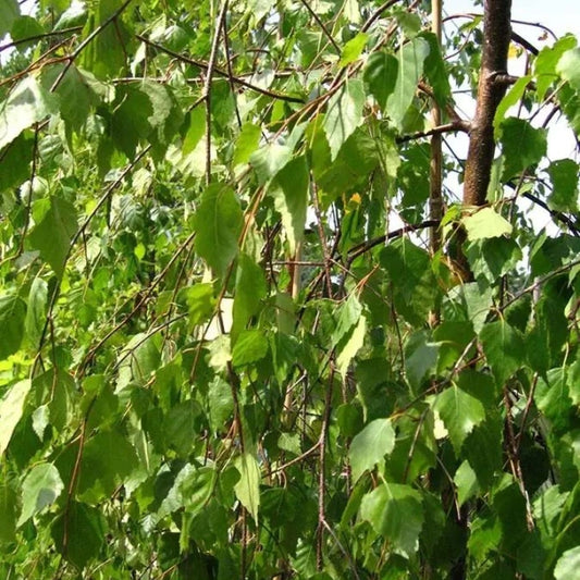 Weeping Silver Birch