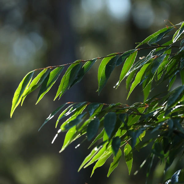 Waterhousia floribunda, also known as Weeping Lilly Pilly. Fast-growing, evergreen screening tree for ultimate privacy screening. 