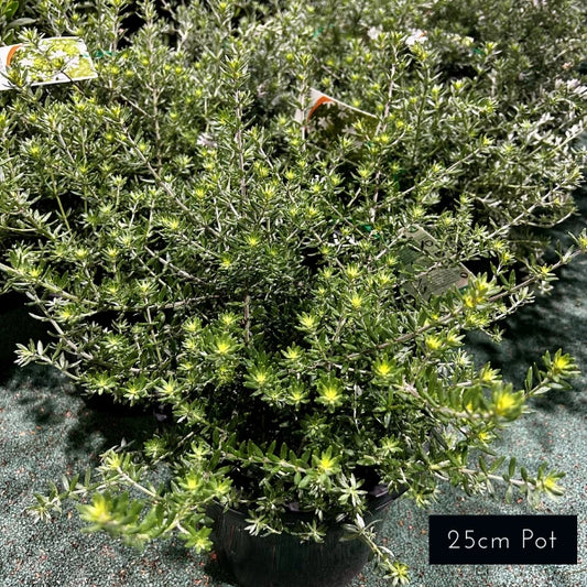 Westringia Fruiticosa
