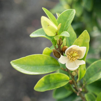 Magnolia White Caviar