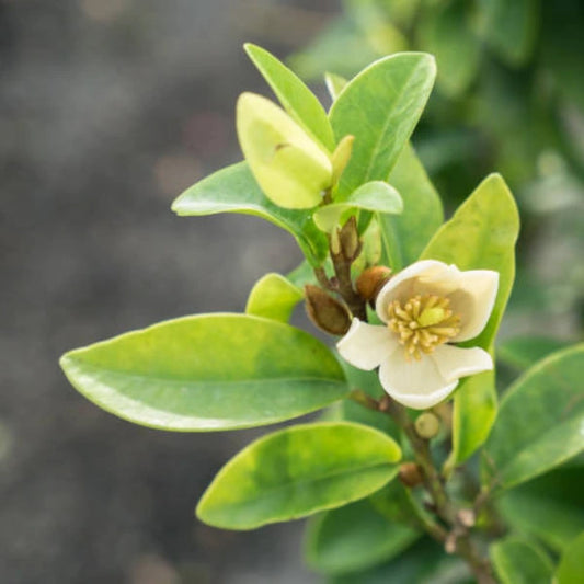 Magnolia White Caviar