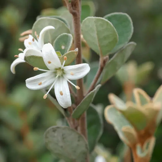 Popular and versatile Australian Native, Correa Alba is ideal for low maintenance Native and coastal garden designs. Suitable for both in ground planting, planter pots and shaped topiary. 