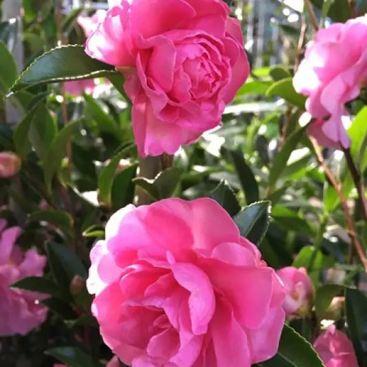 Camellia Sasanqua Slimline With Love