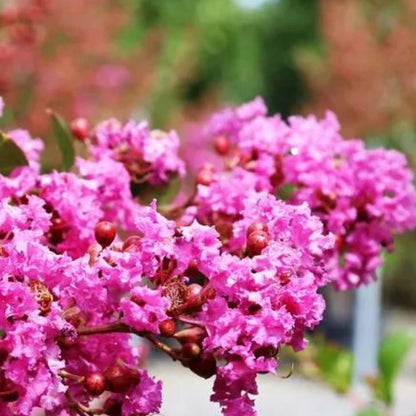 Zuni Crepe Myrtle