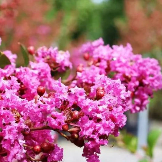 Zuni Crepe Myrtle