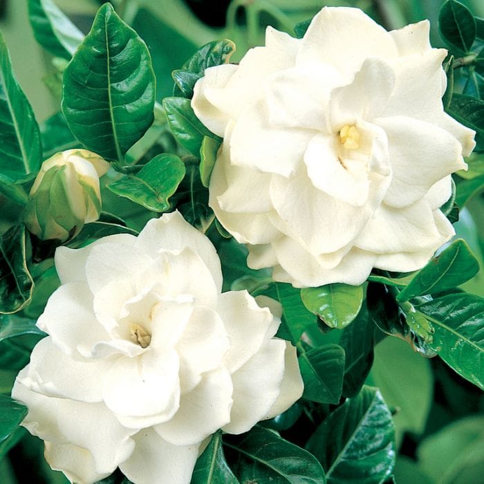 Gardenia Florida (espalier) – Impressive Plants