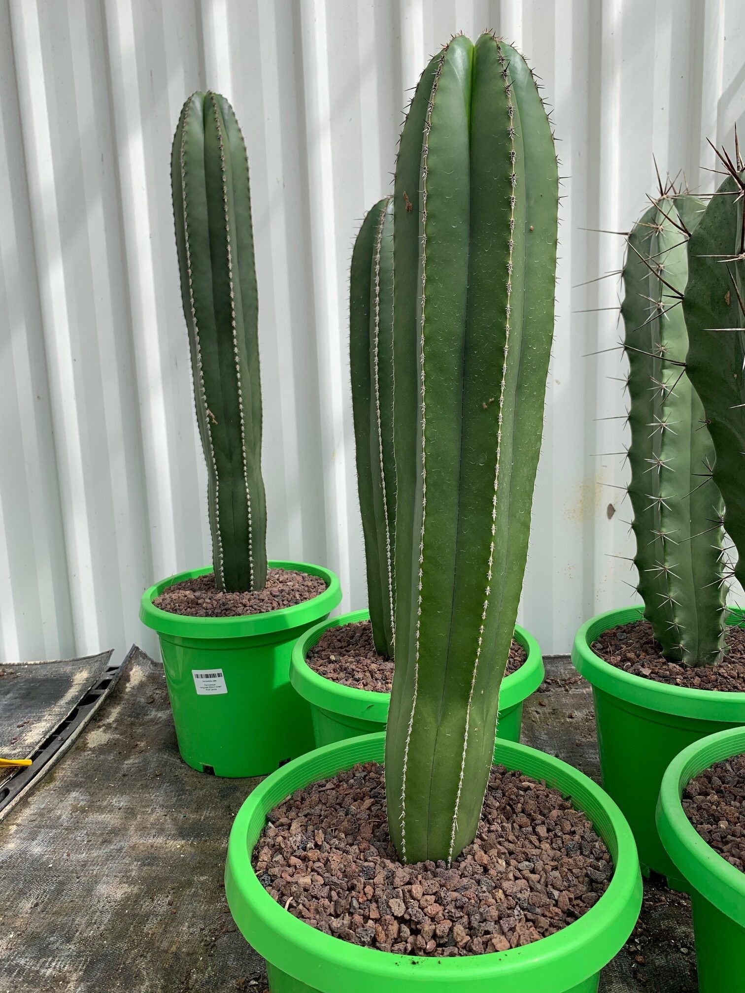 Central Mexico Organ Pipe / Mexican Fence Post Cactus ...