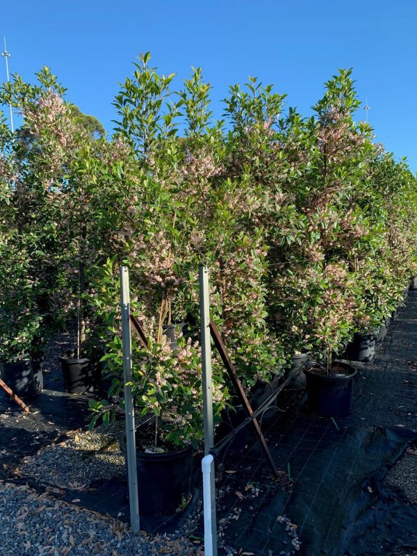 Blueberry Ash (Elaeocarpus reticulatus) Impressive Plants