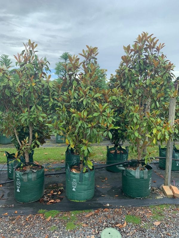 Magnolia Kay Parris (Magnolia grandiflora Kay Parris) – Impressive Plants