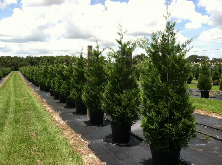 BetterGreen cypress (Xcupressocyparis leylandii ‘Madeline’ PBR ...