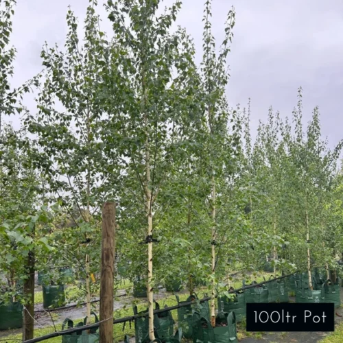 Advanced Moss White birch, add instant height and dramatic effect to your landscaping design. Delivered from Impressive Plants.