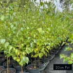 Number 1 choice for avenue planting, Silver Birch features spectacular lush foliage with a brilliant Autumn colour change. Delivered directly to your front door from Impressive Plants.