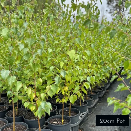 Number 1 choice for avenue planting, Silver Birch features spectacular lush foliage with a brilliant Autumn colour change. Delivered directly to your front door from Impressive Plants.