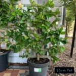 Tahitian lime espalier, ideal for small gardens, courtyards and planter pots. Also available in lemons, oranges, stone fruit and flowering options. Delivered directly to your front door with Impressive Plants.