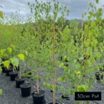 Stunning Moss White birch plants in 30cm pot size, ideal for avenue and fence line planting. Delivered from Impressive Plants.