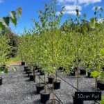 Classic Silver Birch plants in 30cm pot size plants. Ideal for creating striking avenue planting or fence line planting. Stunning Autumn foliage change, premium plants delivered with care from Impressive Plants.