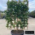 Quality mandarin espaliers, ideal for narrow garden beds, small gardens and feature planters. Delivered from Impressive Plants.
