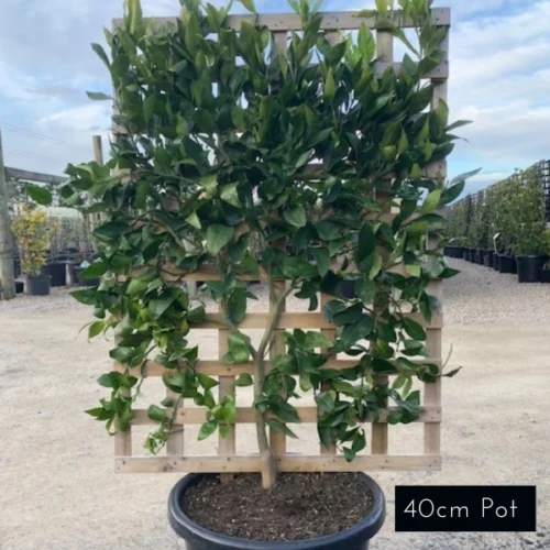 Quality mandarin espaliers, ideal for narrow garden beds, small gardens and feature planters. Delivered from Impressive Plants.