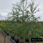 40cm Moss White Birch Plants. Quality plants delivered directly to your front door with Impressive Plants.