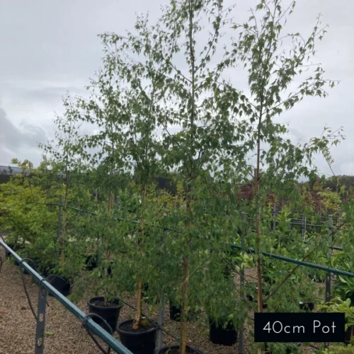 40cm Moss White Birch Plants. Quality plants delivered directly to your front door with Impressive Plants.