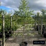 Silver Birch 40cm pot size plants, advanced plants for instant effect. Delivered directly to your front door from Impressive Plants.