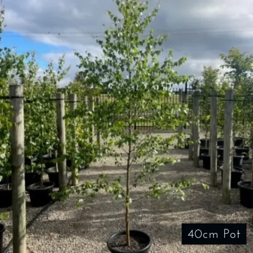Silver Birch 40cm pot size plants, advanced plants for instant effect. Delivered directly to your front door from Impressive Plants.