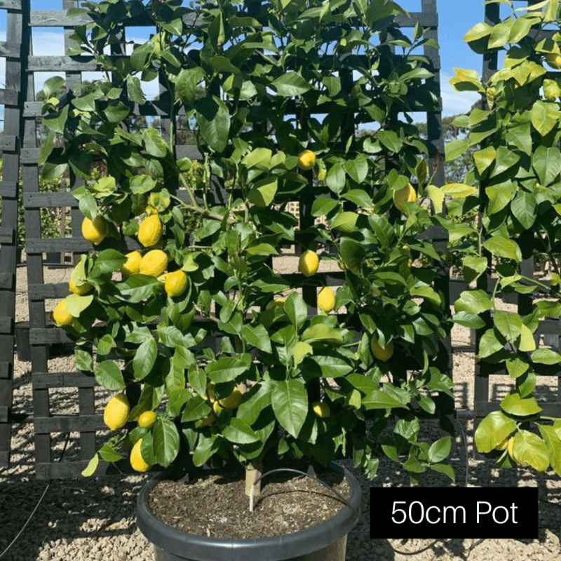 Citrus Trees - Lemon Espalier