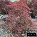 Inaba Shidare 50cm pot size red weeping Japanese Maple, delivered from Impressive Plants.