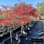 Japanese Maple Inaba Shidare, striking maple, with bright autumn foliage. Ideal for smaller gardens and courtyards. Delivered from Impressive Plants.