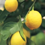 Lemon Eureka citrus trees, classic and ever popular lemon variety, enjoy abundant fruit with long fruiting season. Deliverd directly to your front door to Impressive Plants.
