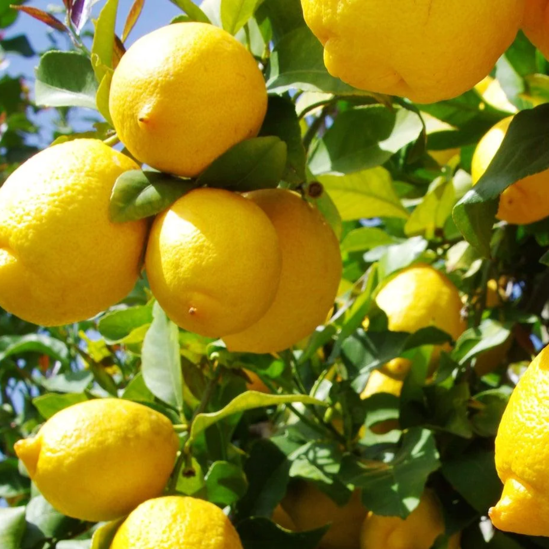 Your guide to growing citrus trees at home