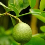 Premium lime espaliers, available in Tahitian or kaffir, ideal for narrow garden beds or planter pots. Delivered with care from Impressive Plants.