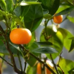 Gorgeous mandarin espaliers, available in Emperor and Imperial, grow your own delicious and juicy fruit. Cleverly crafted on lattice, ideal for small garden spaces.