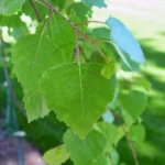 Stunning fresh foliage of Moss white birch, a unique alternative to the silver birch, suitable to most suburban gardens. Enjoy the stunning Autumn foliage change as leaves transform into golden tones. Delivered to your front door with Impressive Plants.
