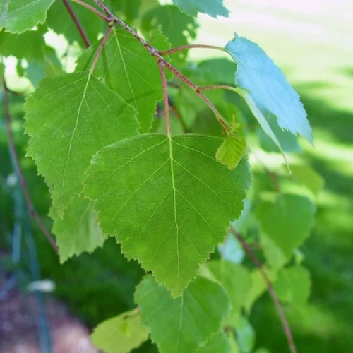Stunning fresh foliage of Moss white birch, a unique alternative to the silver birch, suitable to most suburban gardens. Enjoy the stunning Autumn foliage change as leaves transform into golden tones. Delivered to your front door with Impressive Plants.